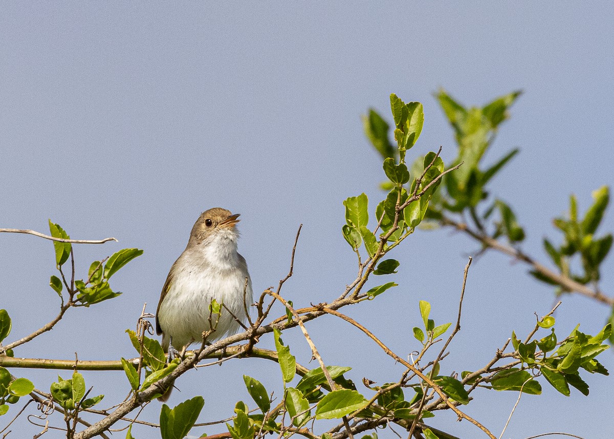 Fulvous-crowned Scrub-Tyrant - ML646425569