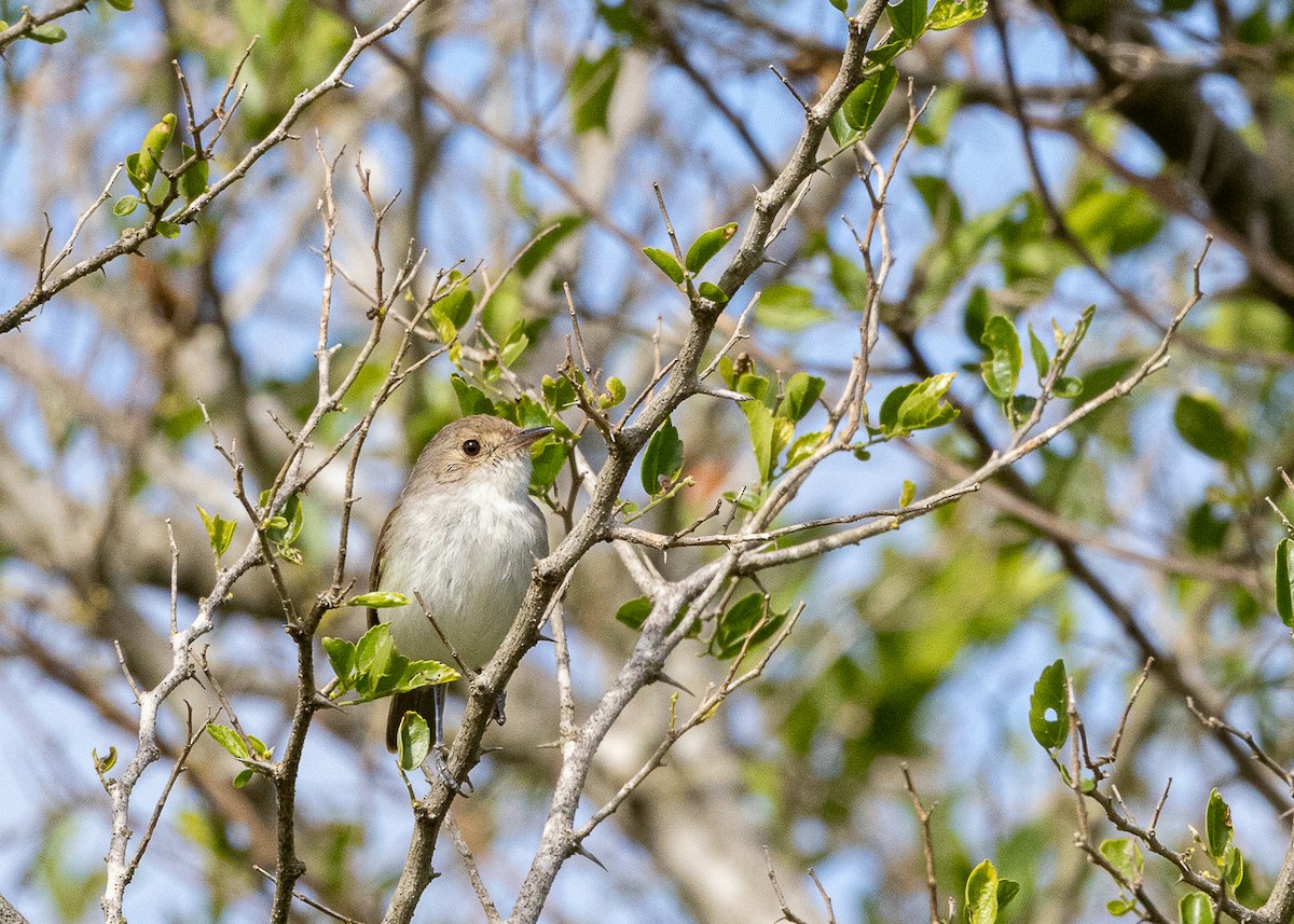 Fulvous-crowned Scrub-Tyrant - ML646425573