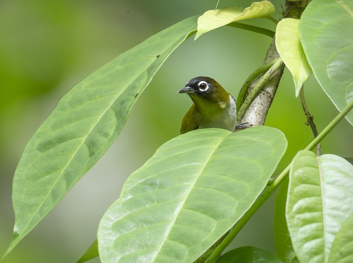 Seram White-eye - ML646425574