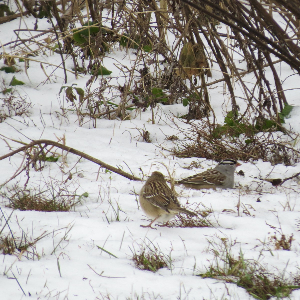 Bruant à couronne blanche - ML646425575
