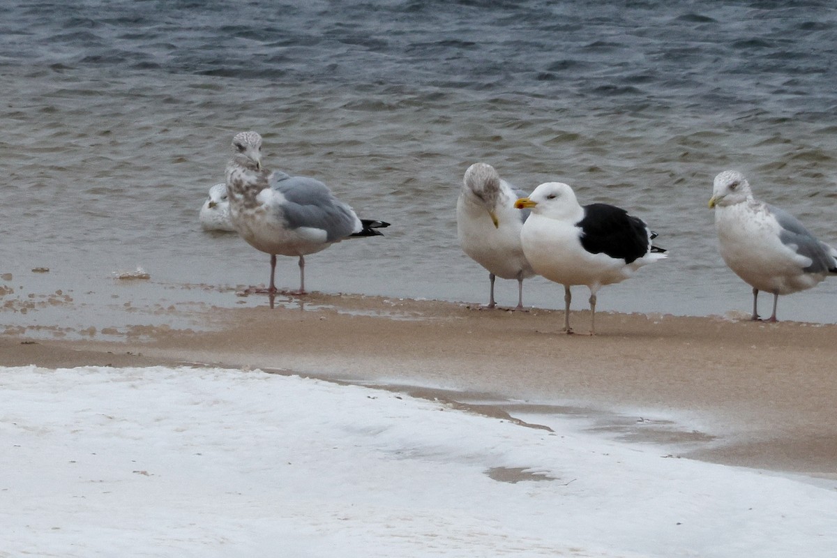 Great Black-backed Gull - ML646425588