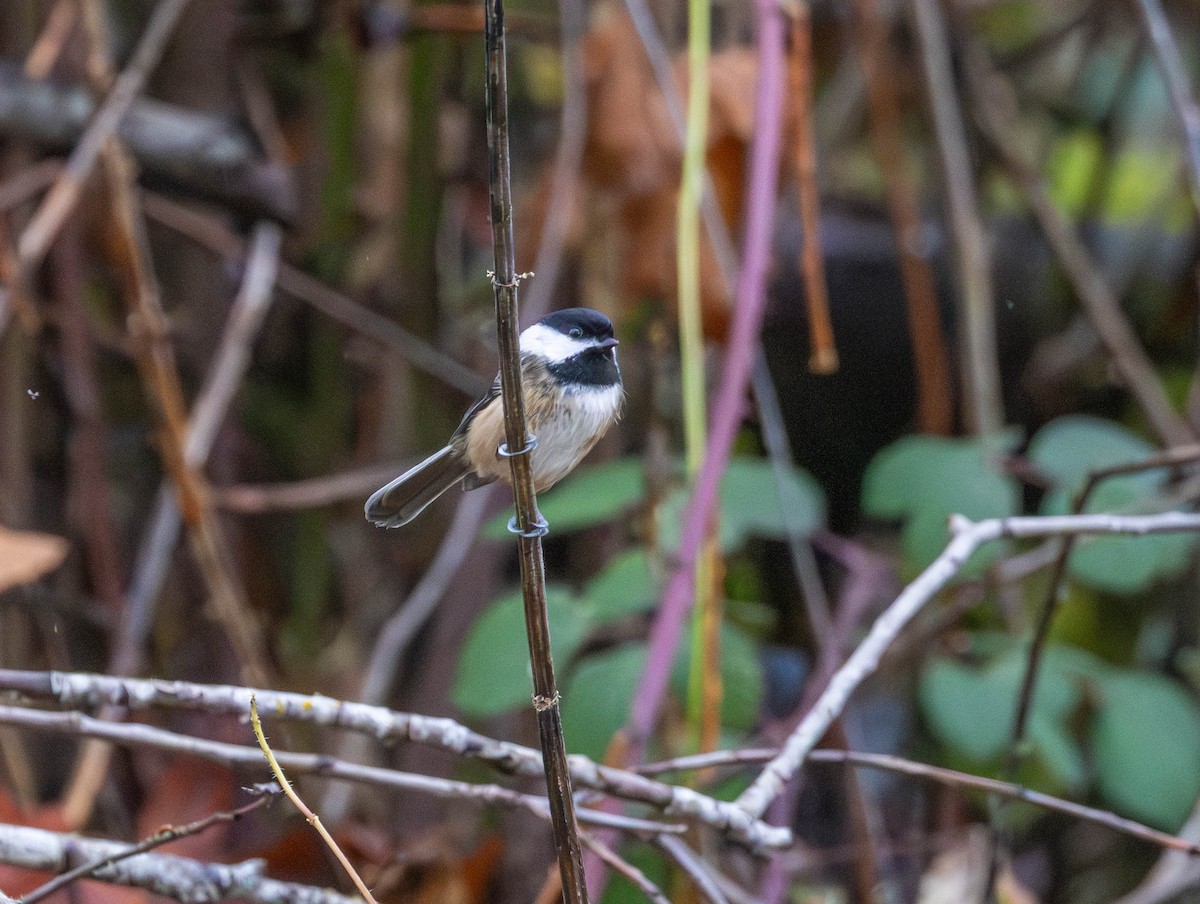 Black-capped Chickadee - ML646425590