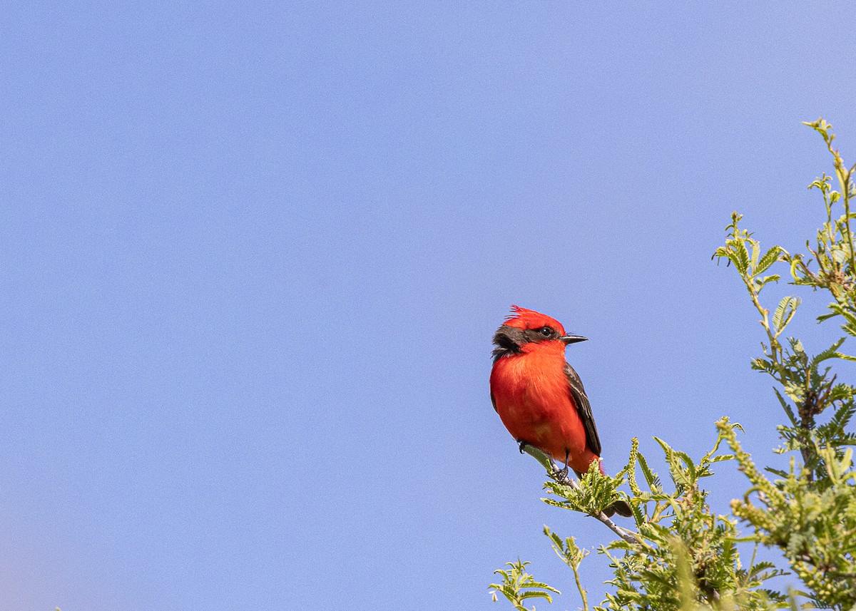 Vermilion Flycatcher - ML646425592