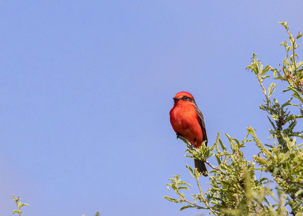 Vermilion Flycatcher - ML646425593
