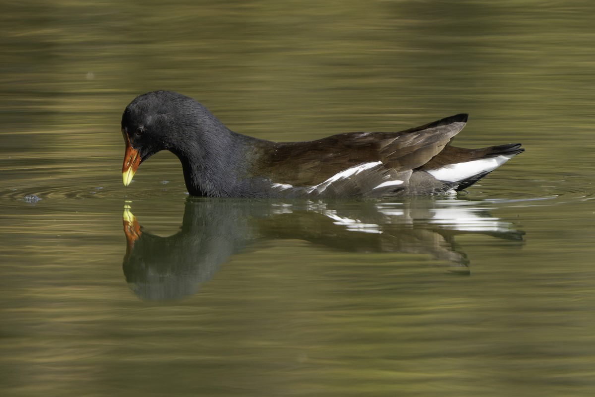 Common Gallinule - ML646425594