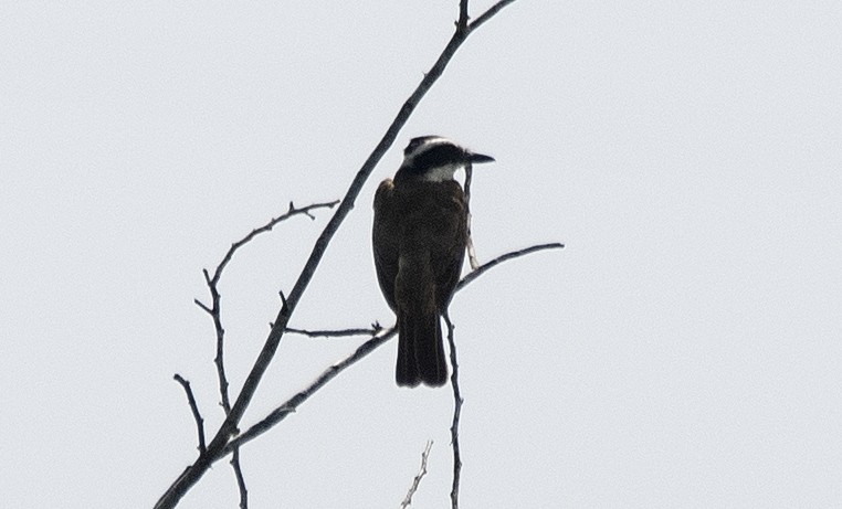 Great Kiskadee - ML646425595