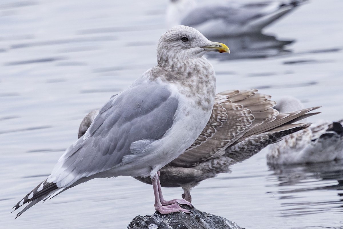 Grönland Martısı (thayeri) - ML646425596