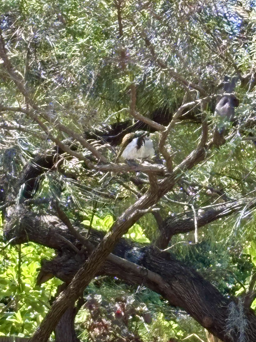 Blue-faced Honeyeater - ML646425599