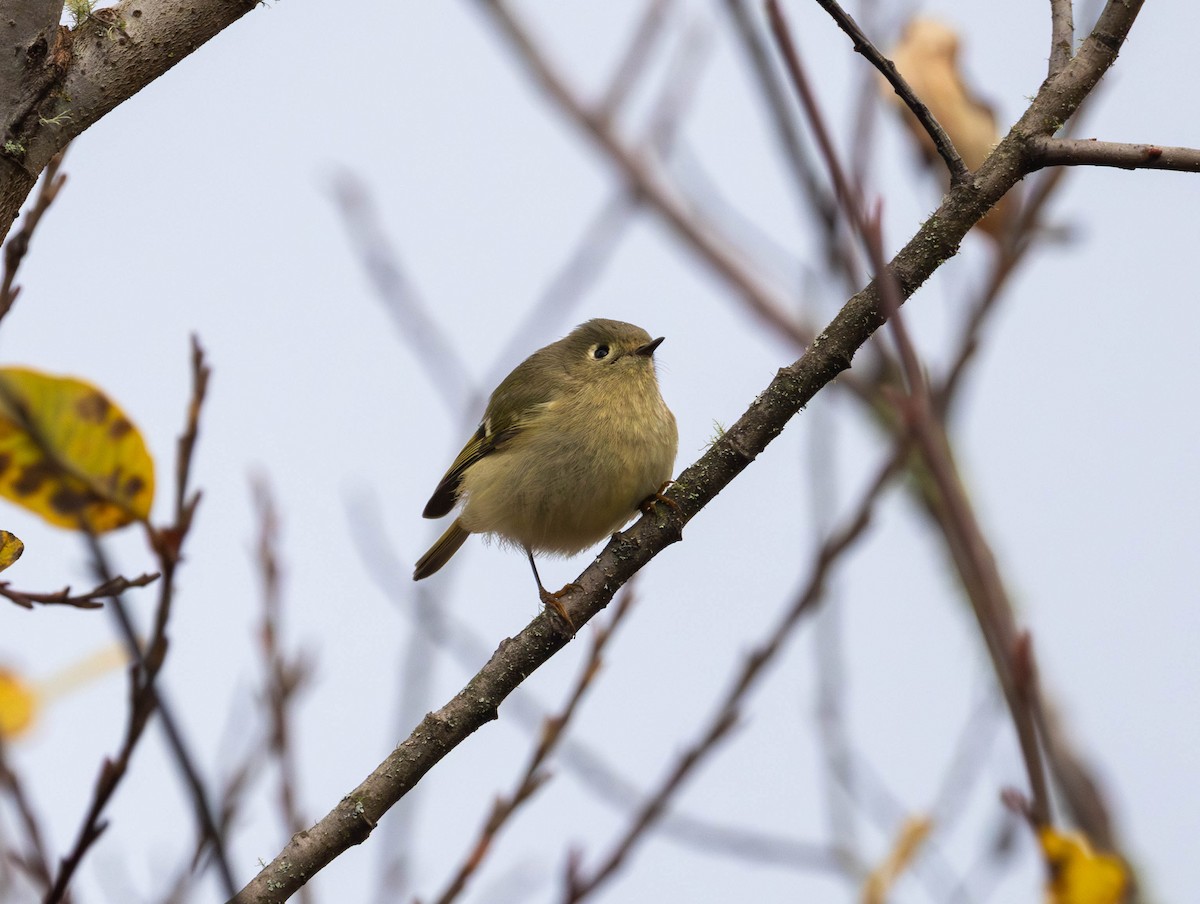 Ruby-crowned Kinglet - ML646425601