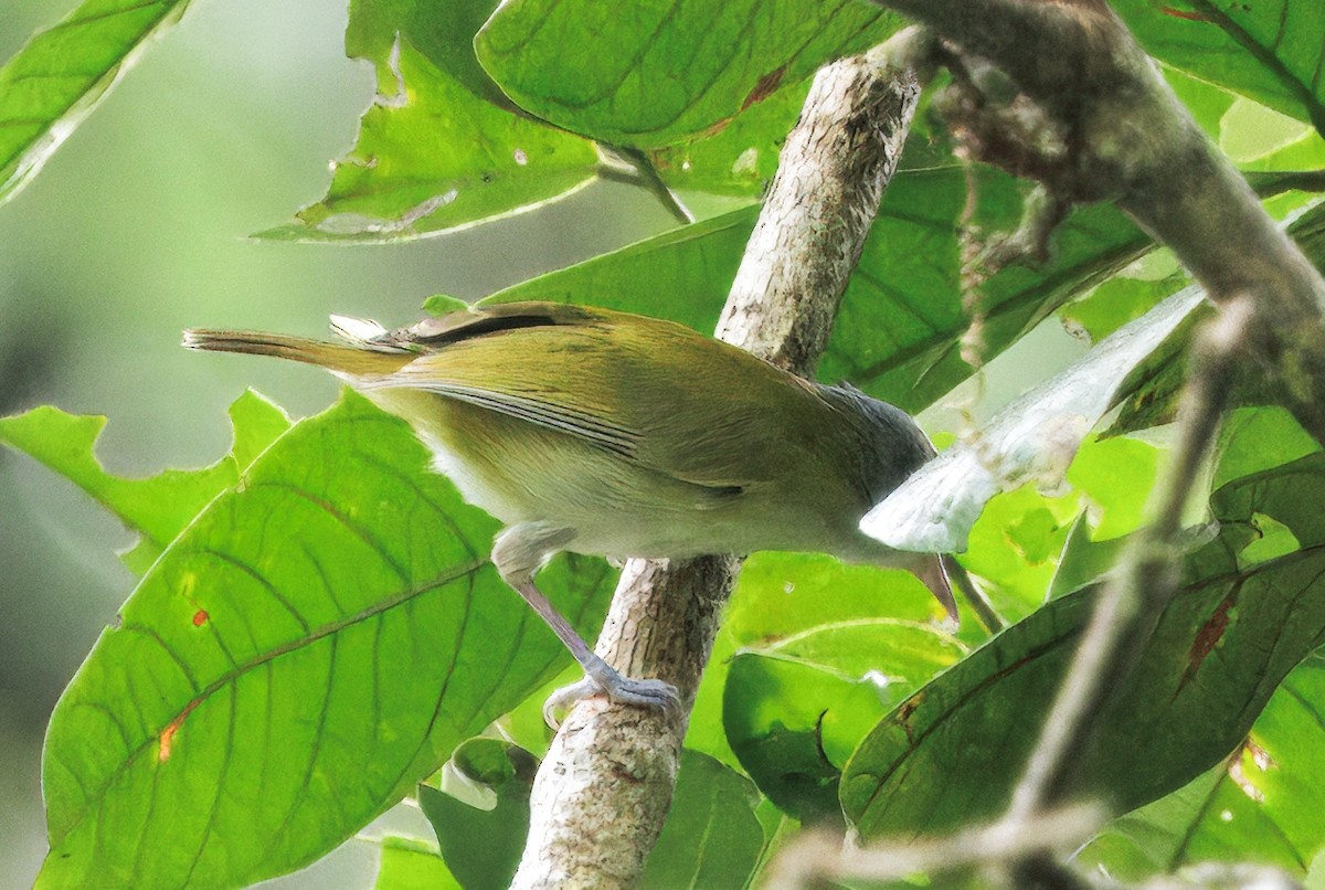 kortstjertvireo - ML646425603