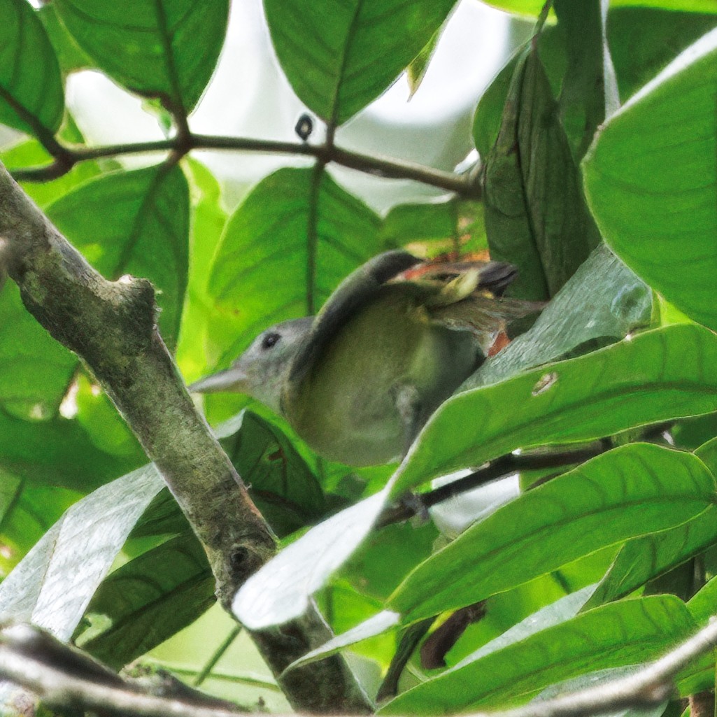 kortstjertvireo - ML646425604
