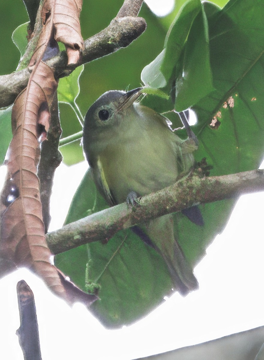 kortstjertvireo - ML646425605