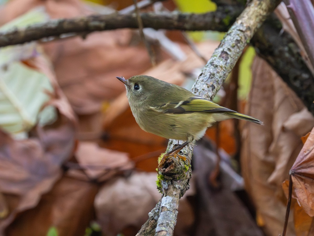 Ruby-crowned Kinglet - ML646425606