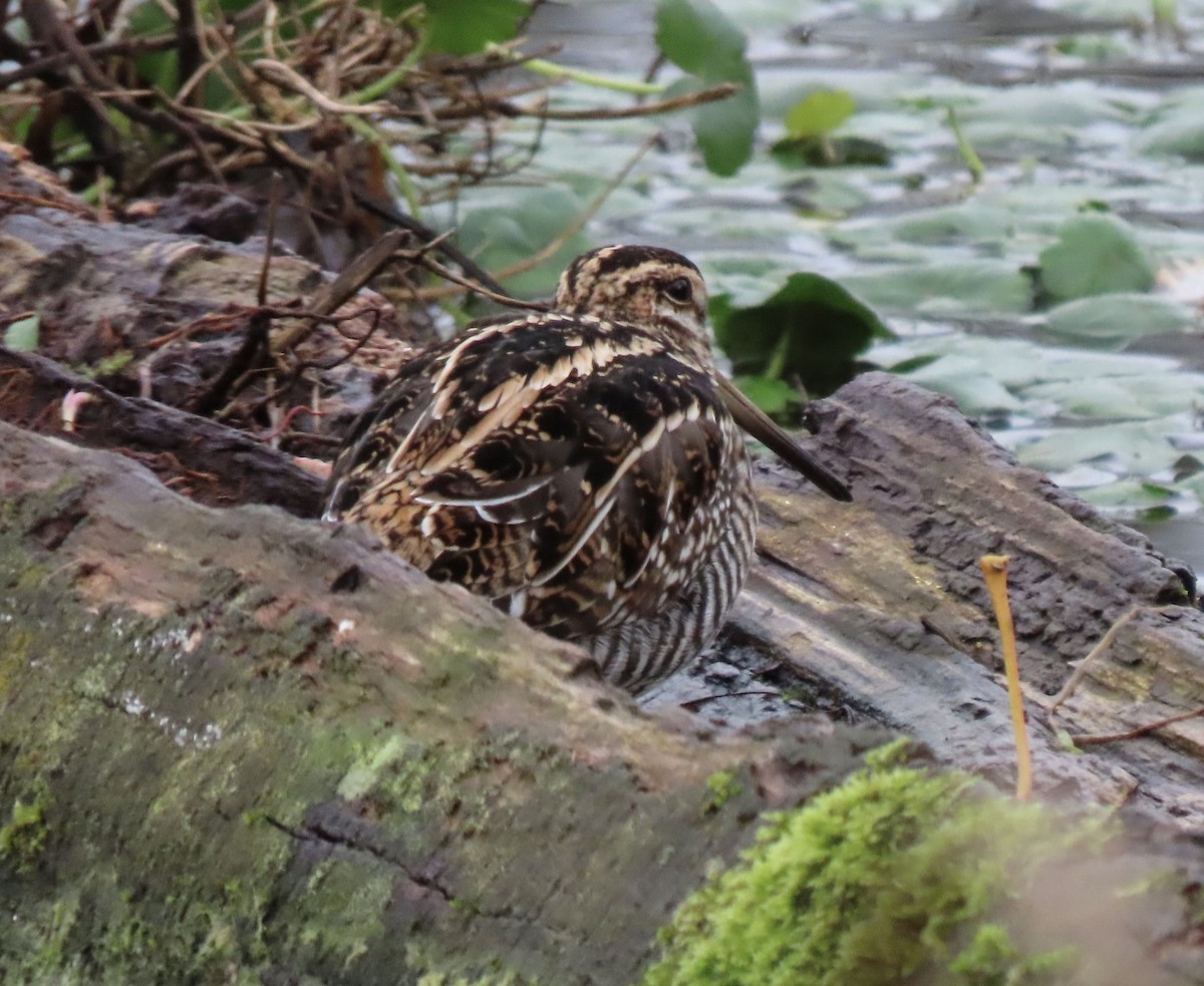 Wilson's Snipe - ML646425608