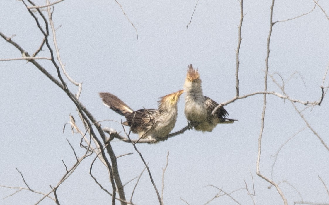 Guira Cuckoo - ML646425613