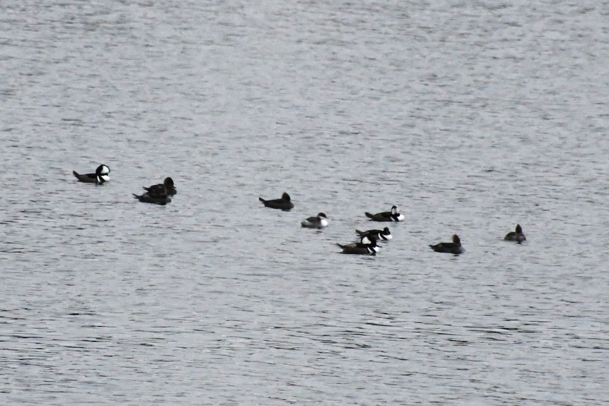 Horned Grebe - ML646425614