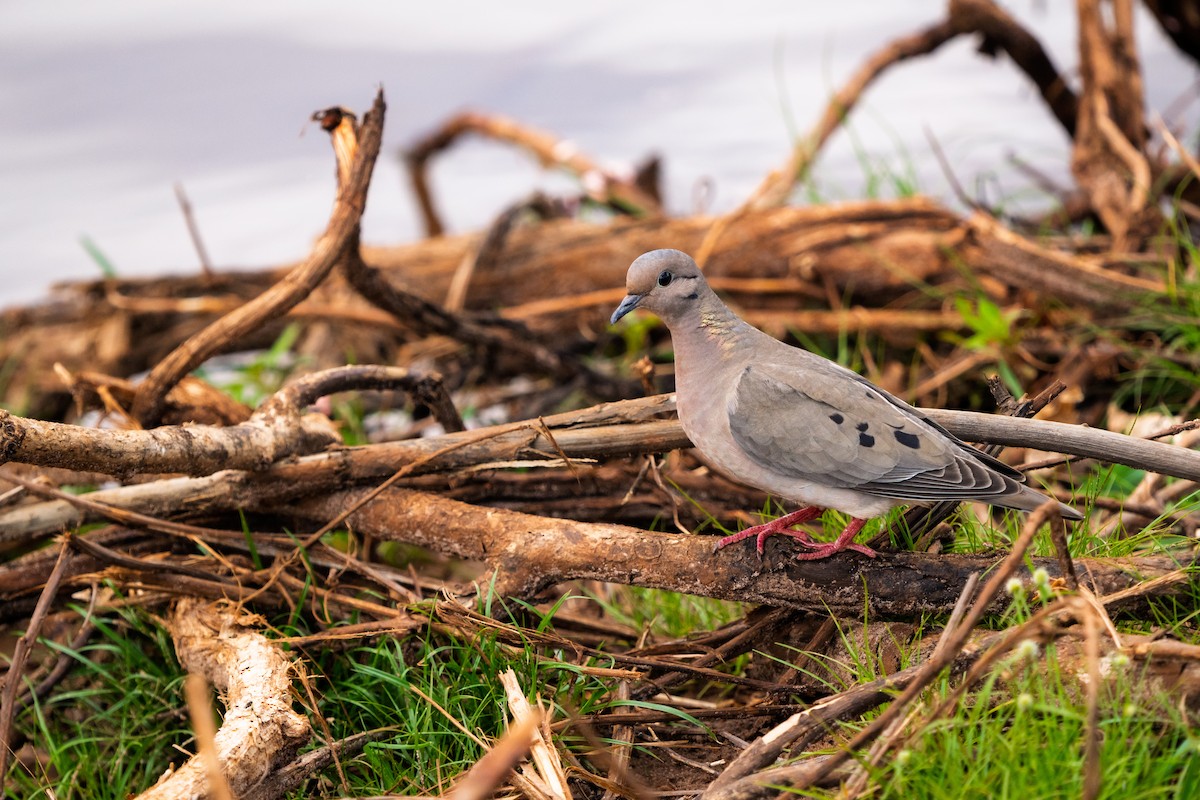 Eared Dove - ML646425615