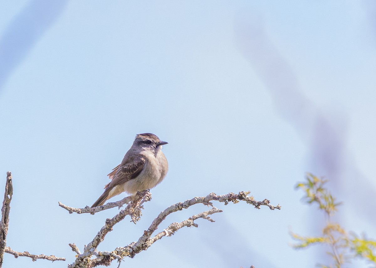 Crowned Slaty Flycatcher - ML646425616