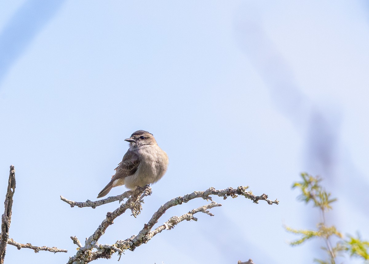 Crowned Slaty Flycatcher - ML646425617