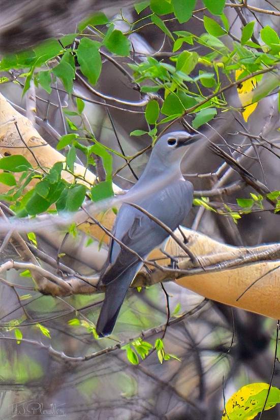 housenčík běloprsý - ML646425619