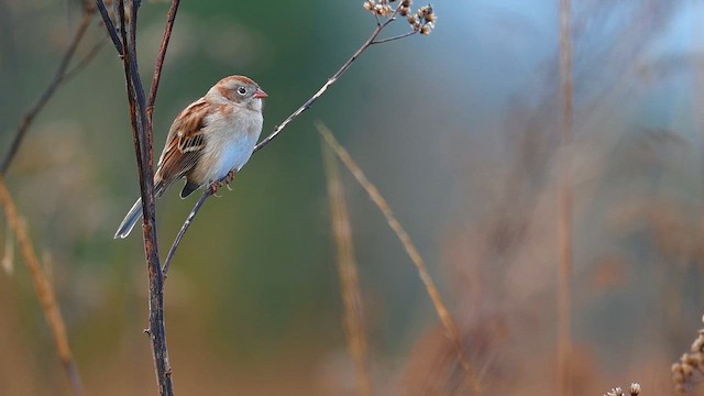 Field Sparrow - ML646425623