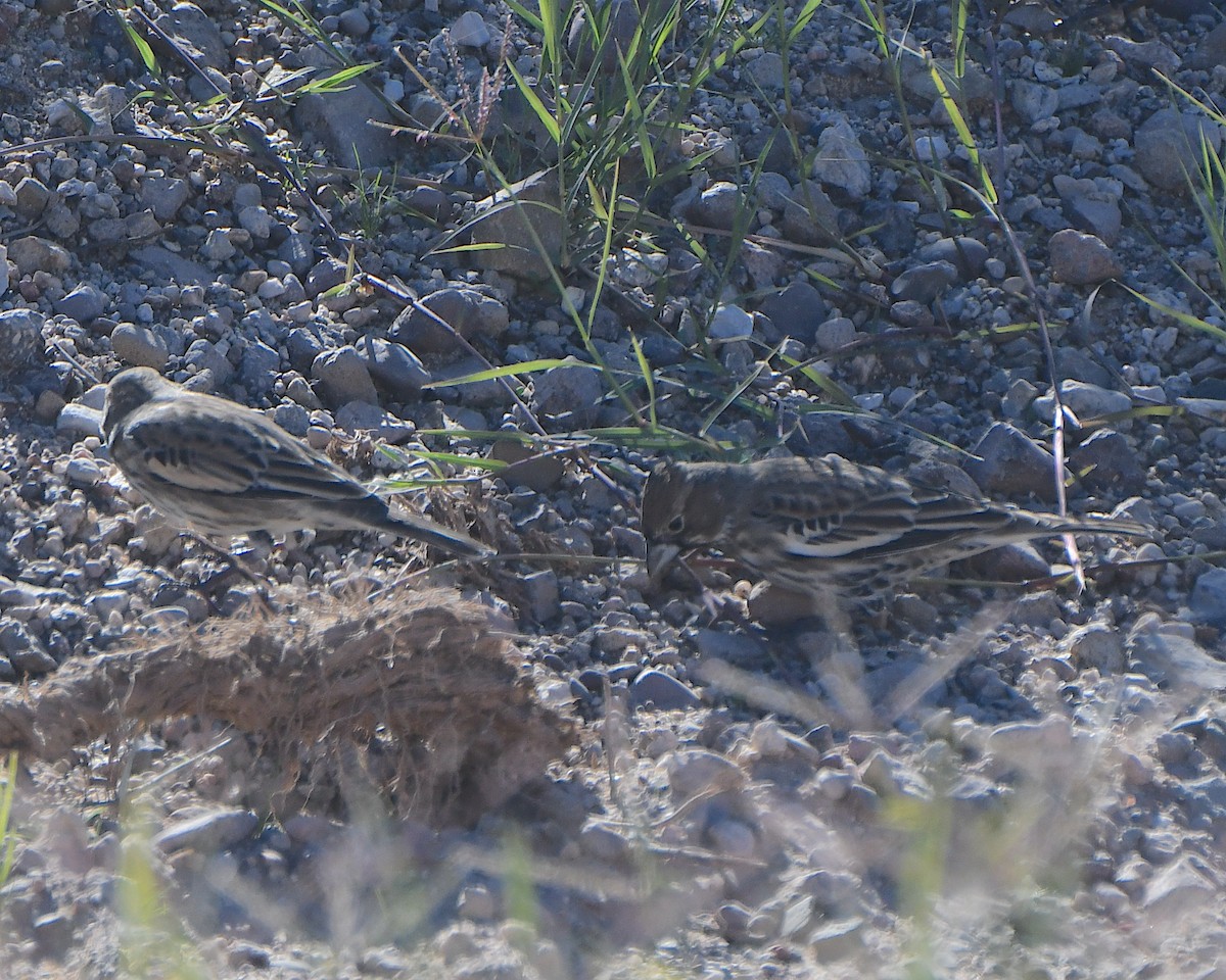 Lark Bunting - ML646425626