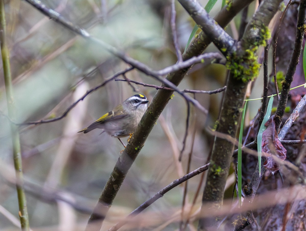 Золотомушка світлоброва - ML646425627