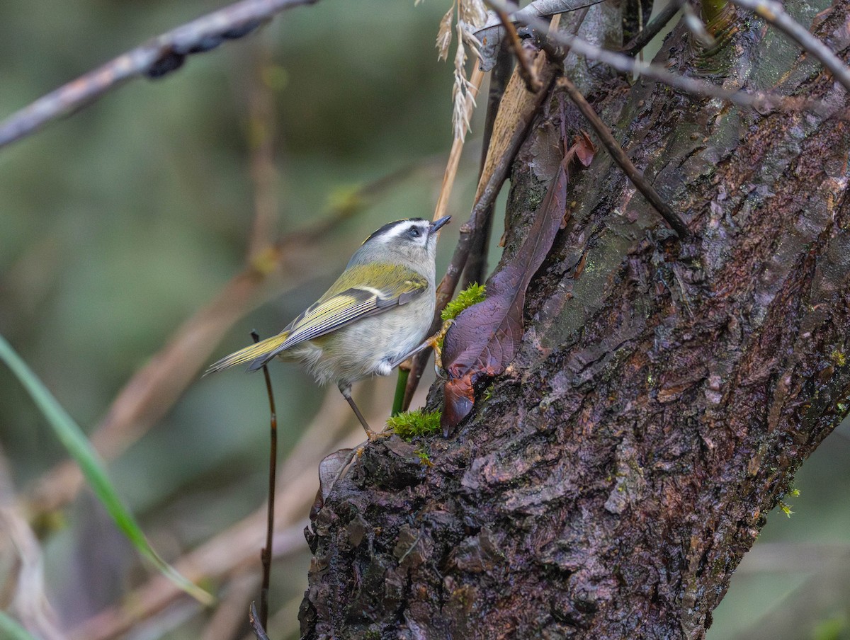 Золотомушка світлоброва - ML646425628