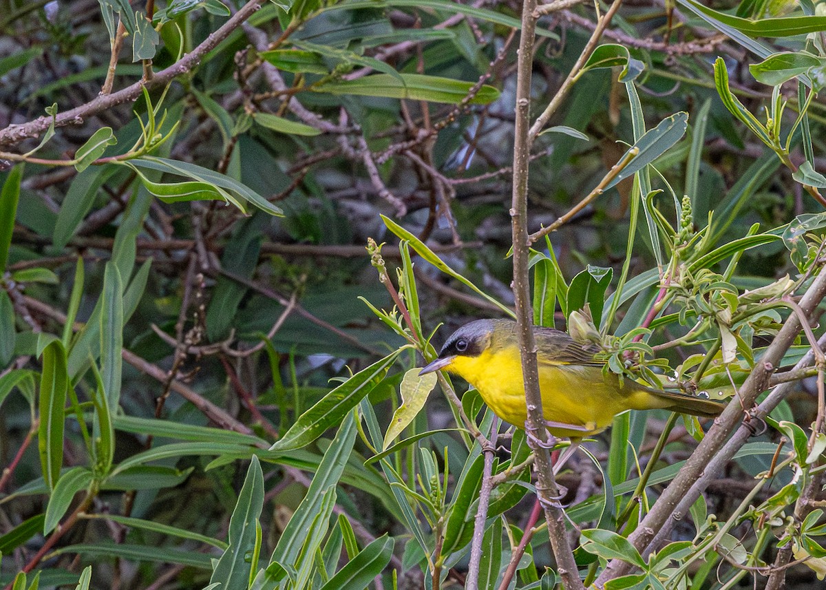 Southern Yellowthroat - ML646425629