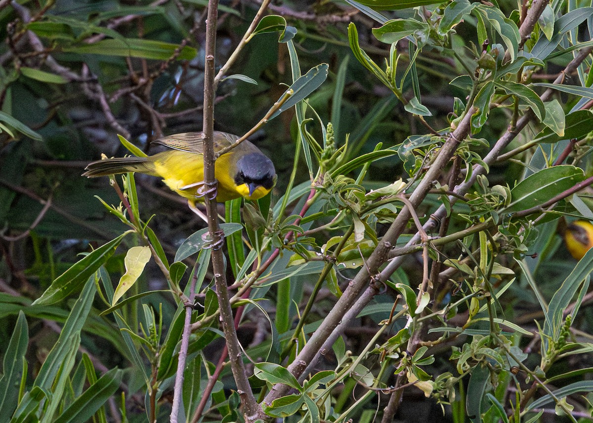 Southern Yellowthroat - ML646425630