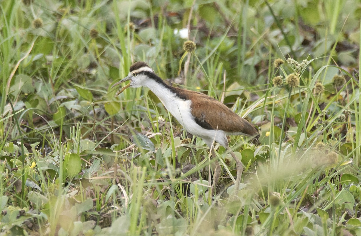Wattled Jacana - ML646425631