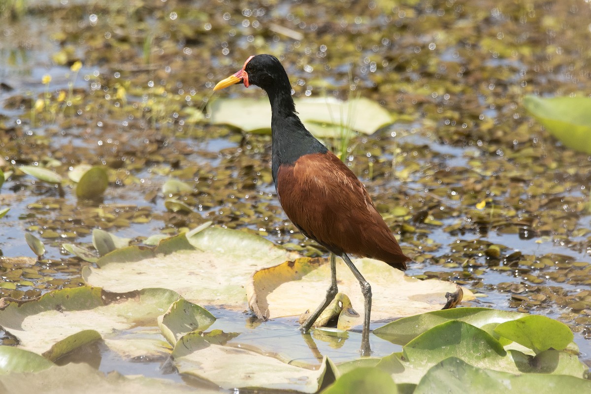 Wattled Jacana - ML646425632