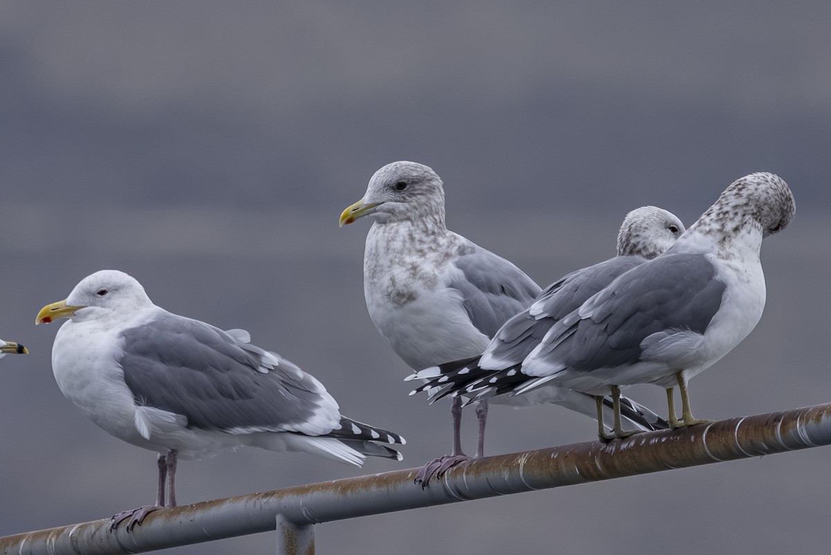 Grönland Martısı (thayeri) - ML646425638