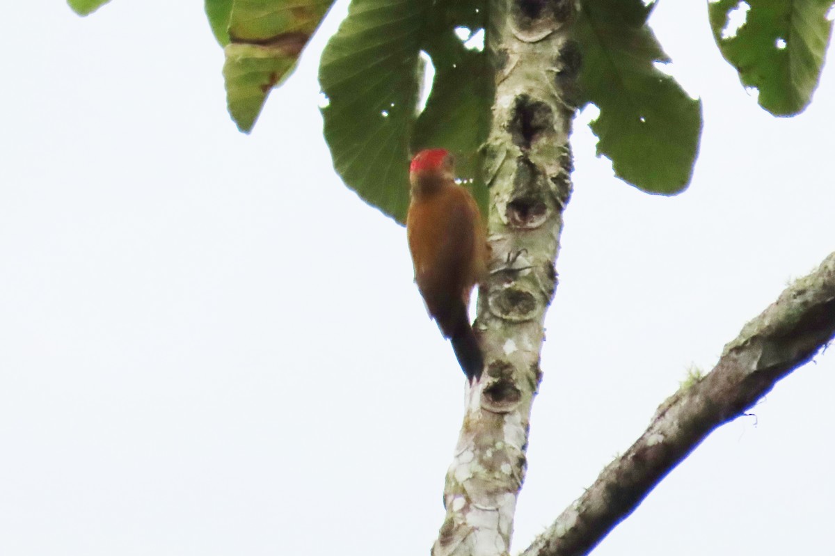 skrakapoud nahnědlý - ML646425639