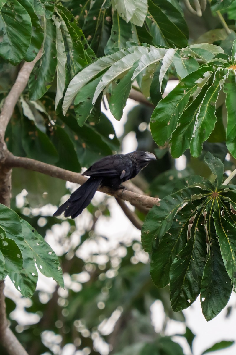 Smooth-billed Ani - ML646425640