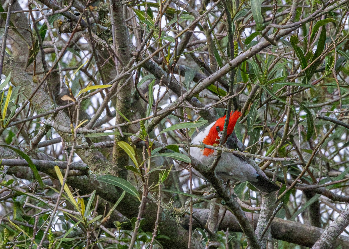 Red-crested Cardinal - ML646425641