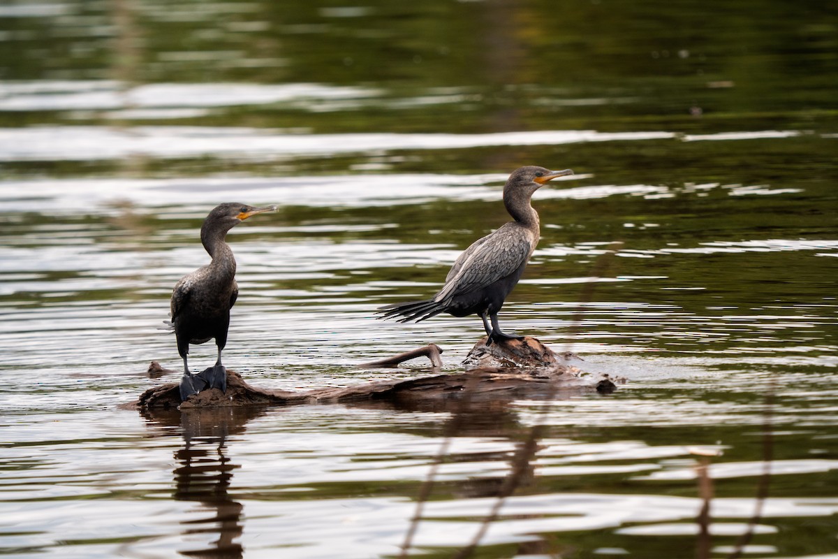 Neotropic Cormorant - ML646425643