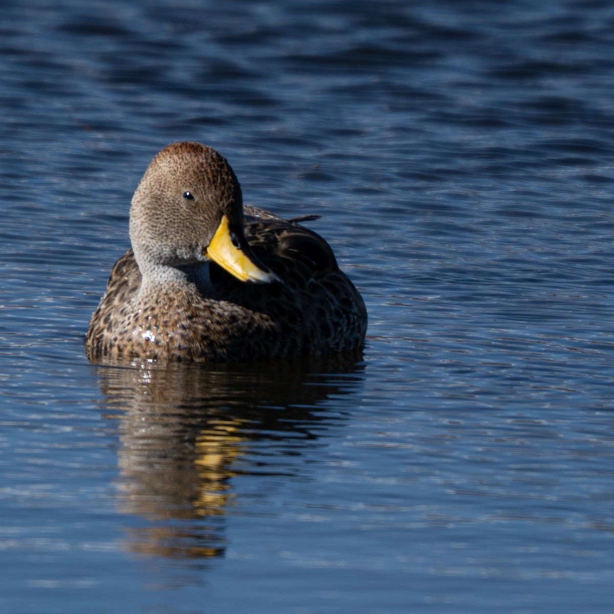 ostralka žlutozobá - ML646425644
