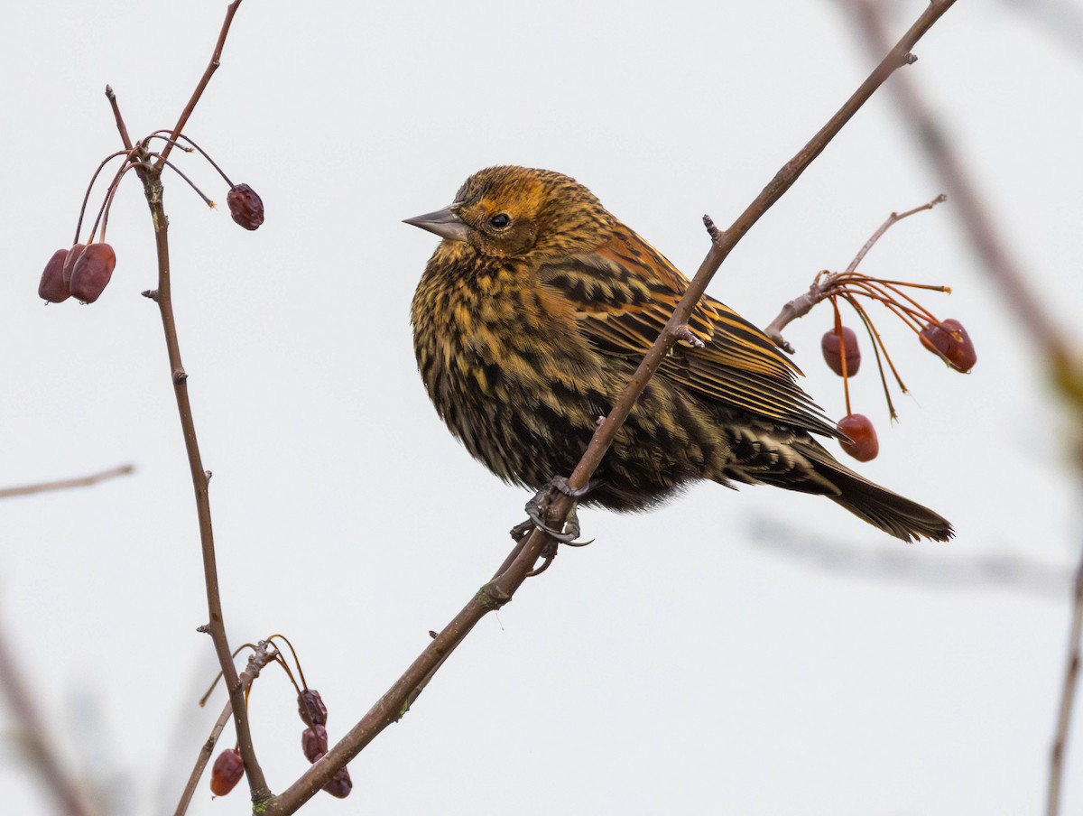 Red-winged Blackbird - ML646425645