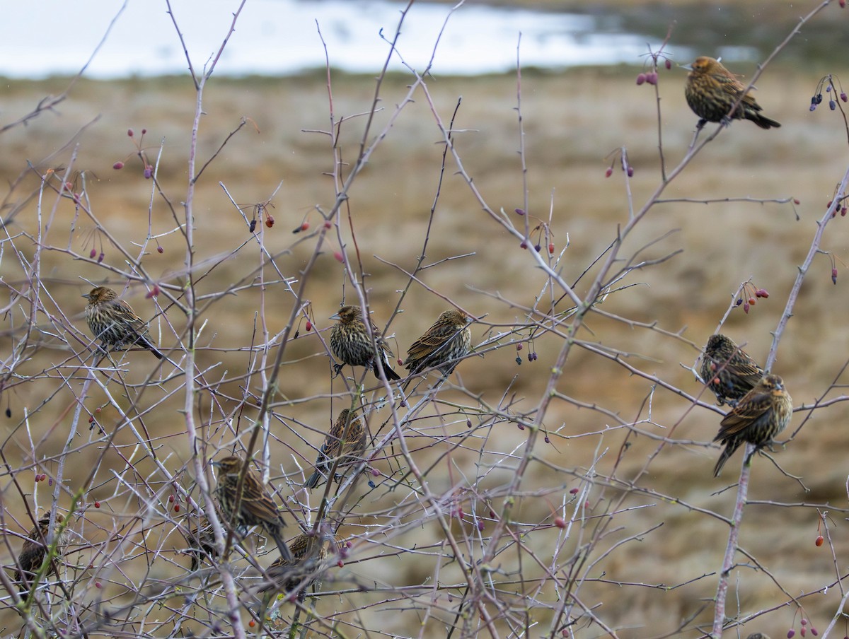 Red-winged Blackbird - ML646425646