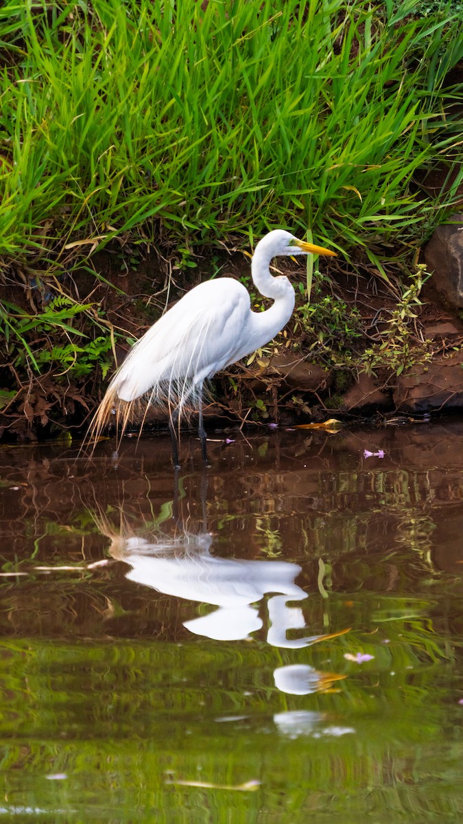 Garceta Grande - ML646425647