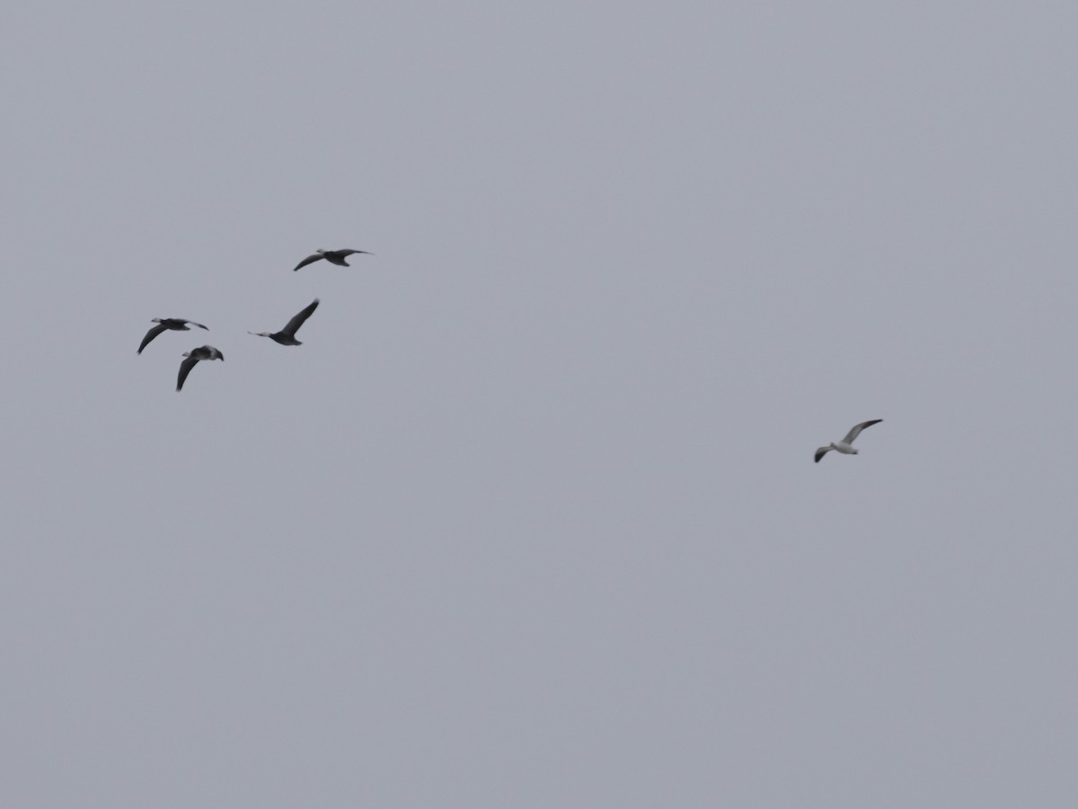 Snow Goose - ML646425648