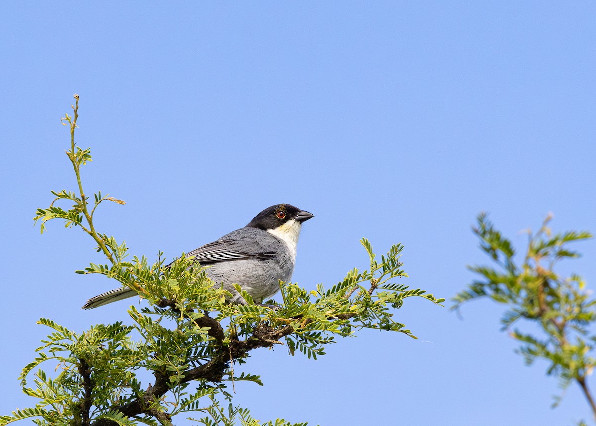 Black-capped Warbling Finch - ML646425650