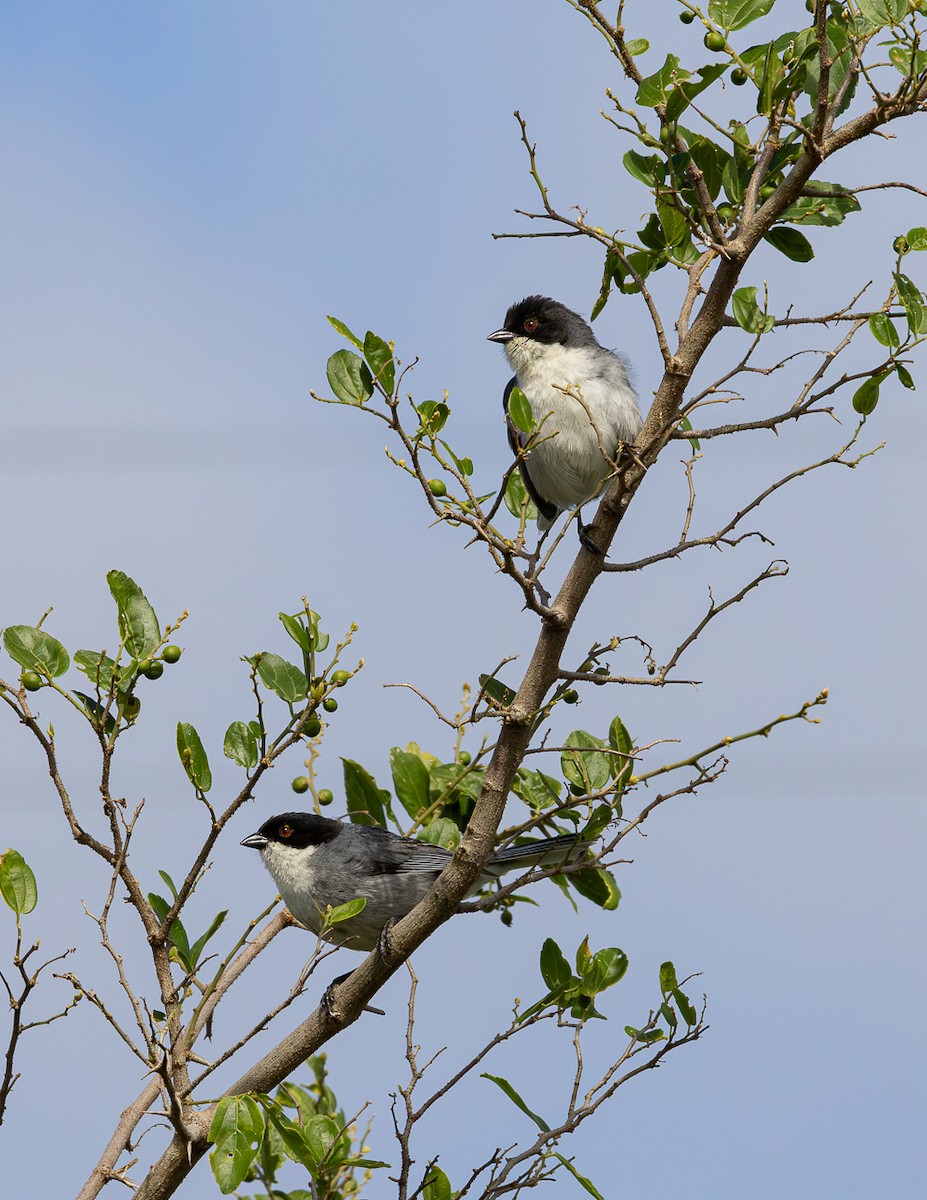 Black-capped Warbling Finch - ML646425651
