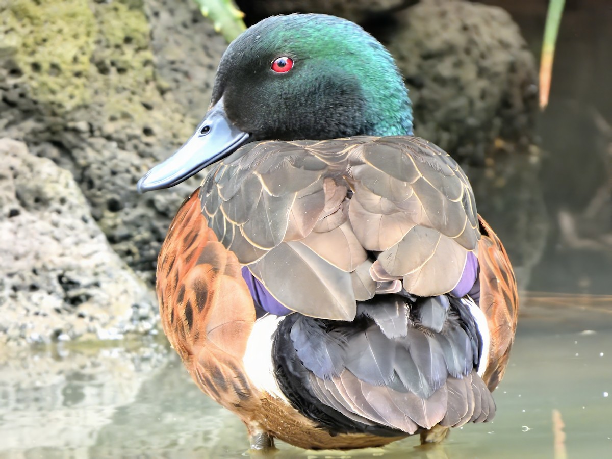 Chestnut Teal - ML646425652