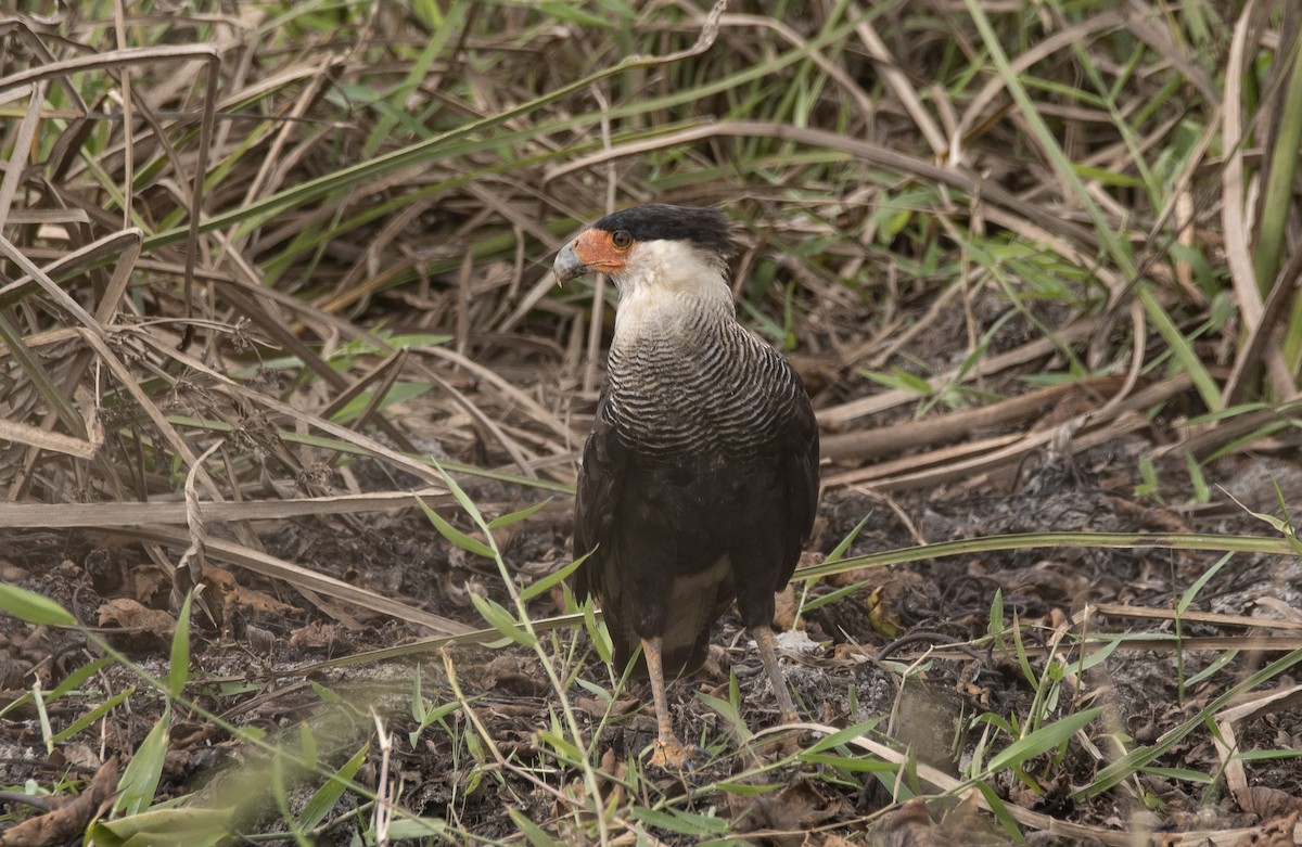 Crested Caracara - ML646425653