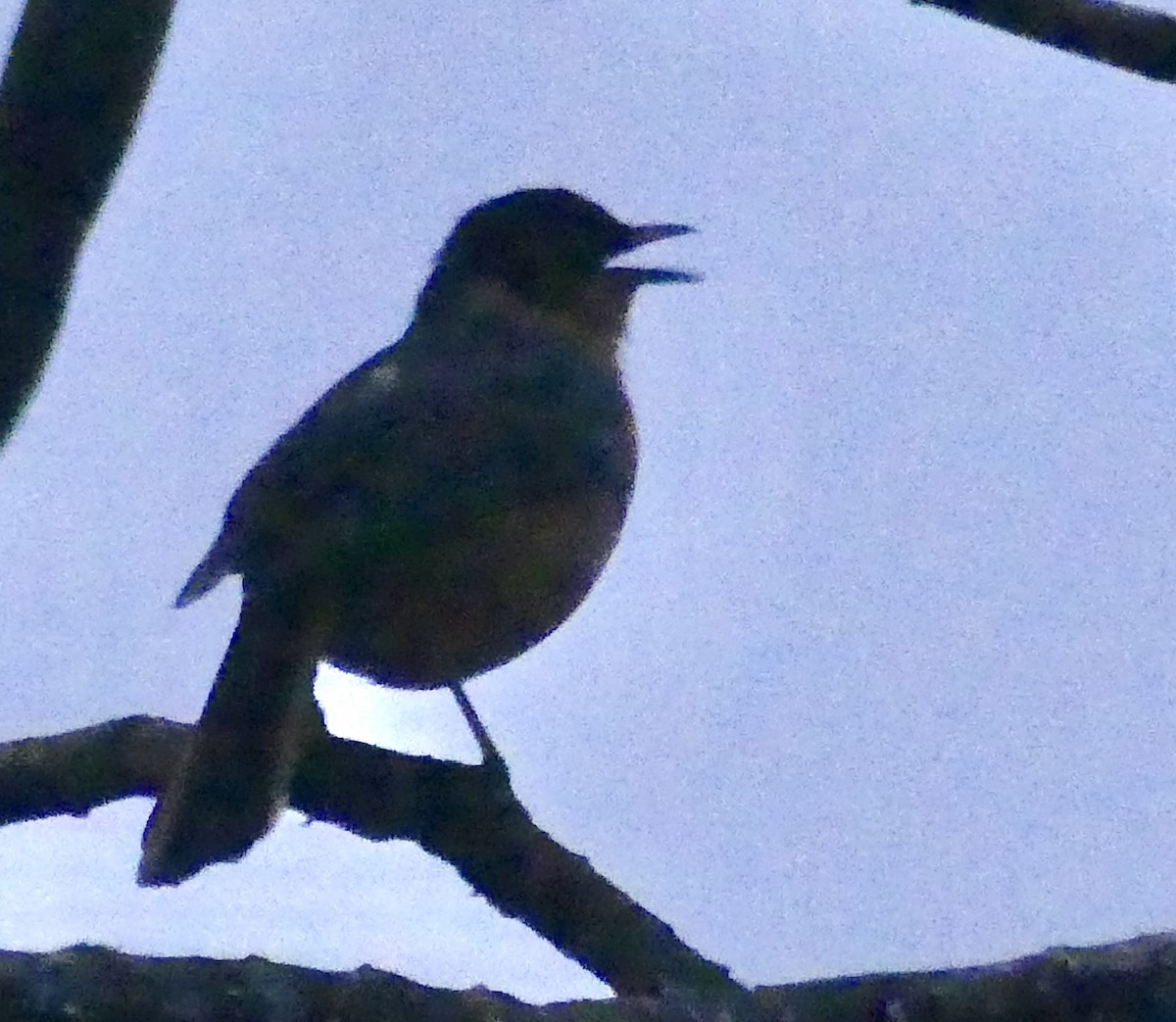 Chorister Robin-Chat - ML646425655