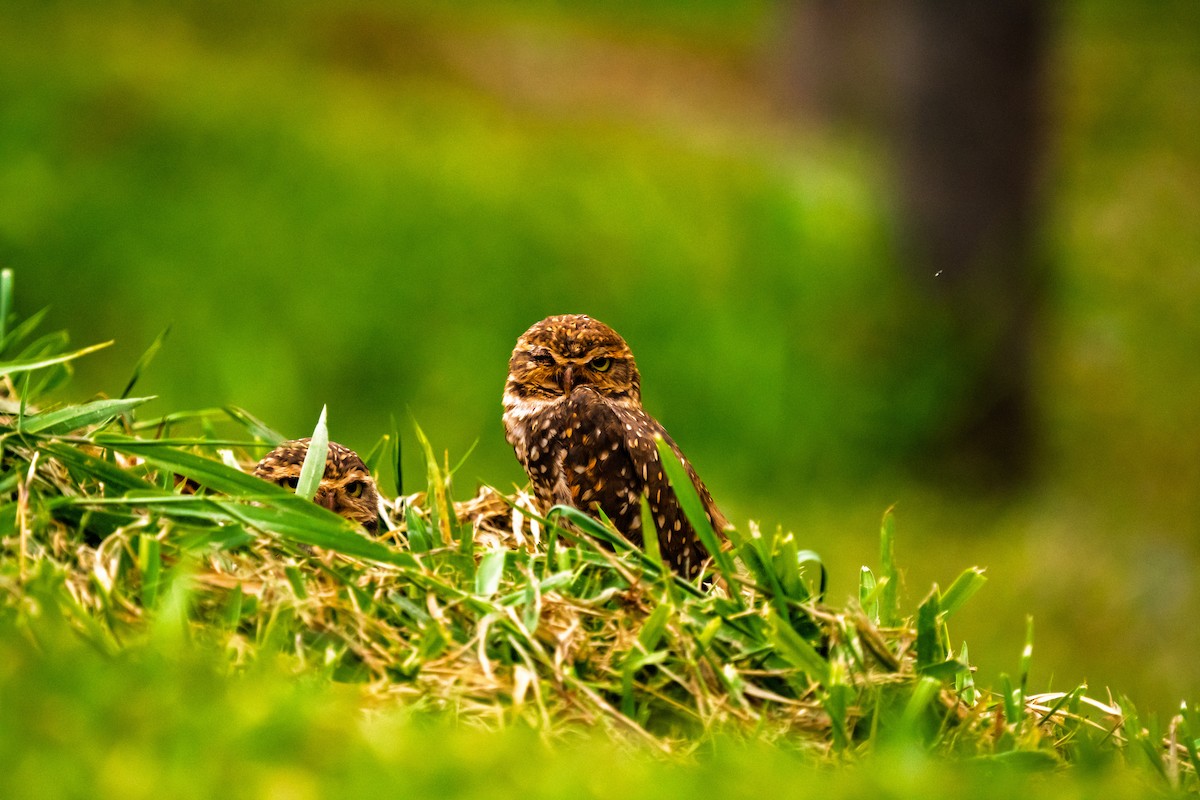 Burrowing Owl - ML646425656