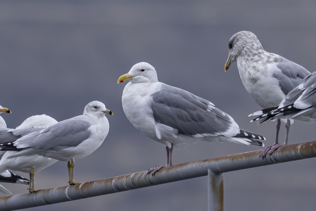 Batı Amerika x Buz Rengi Martı - ML646425657