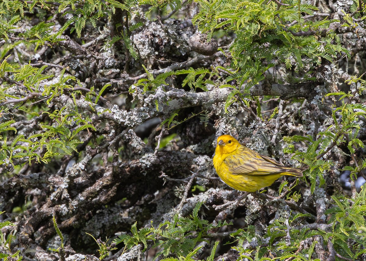 Saffron Finch - ML646425658